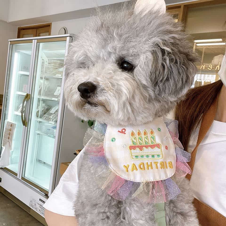 犬用バースデーセット 帽子・スタイ｜選べる3色 誕生日コスプレ | HITOWAN