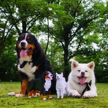 17925929776720313_t_360.jpg?