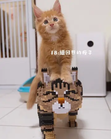 Maine Coon 02S-M01 JEKCA Plastic Building Blocks for Kidults