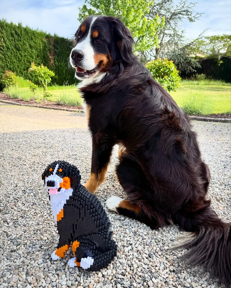 Bernese Mountain Dog 03B - JEKCA | Plastic Building Blocks for