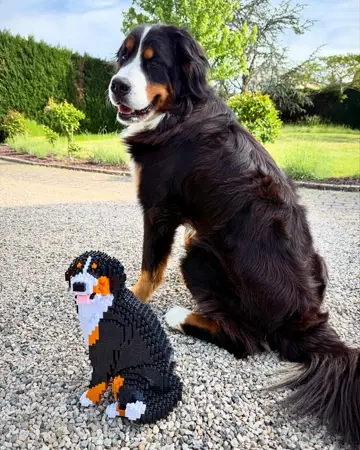 Bernese Mountain Dog 03B - JEKCA | Plastic Building Blocks for