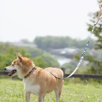 高品質な素材を使用した安心・安全な犬猫用首輪の販売 【サクラ