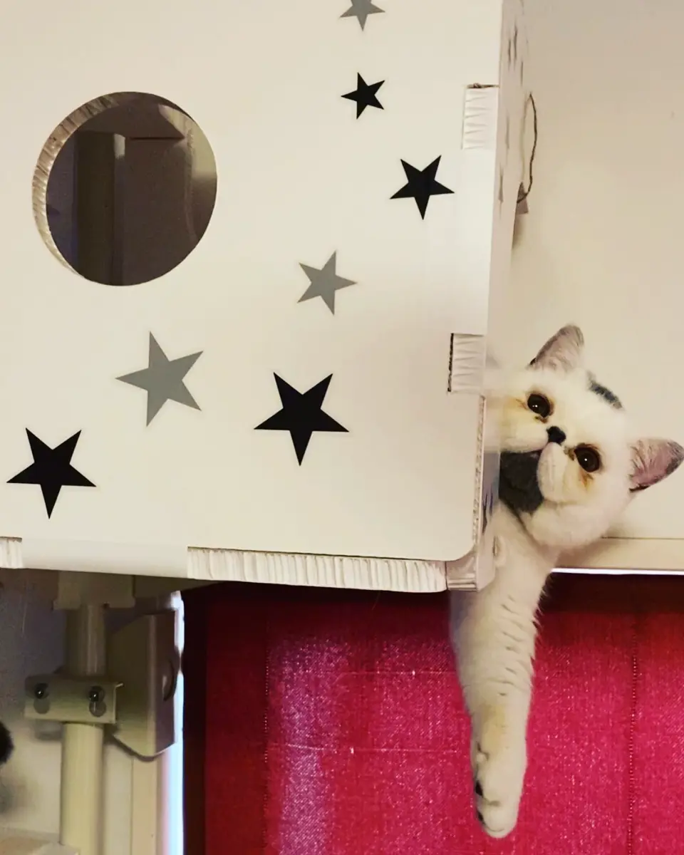 ねこゴロン カスタムパーツセット｜窓辺を彩る交換棚板＆ボックス全6