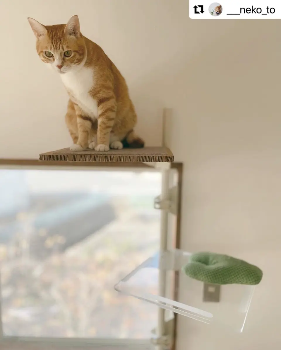 公式】[【公式】キャットタワー専用 アクリル棚板 (ガラスエッジ