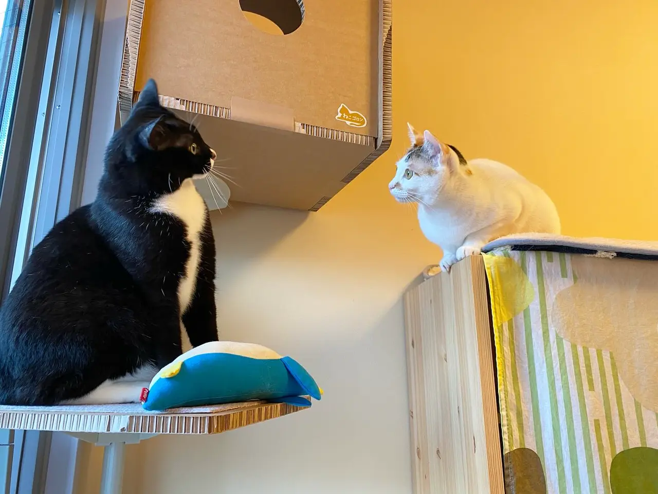 公式】[じゃれ猫 謎の未確認生物！【×3セット】 (セレクト品