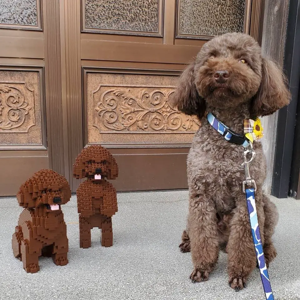 Toy Poodle 04-M06 - JEKCA Building Blocks for Kidults – JEKCA EU