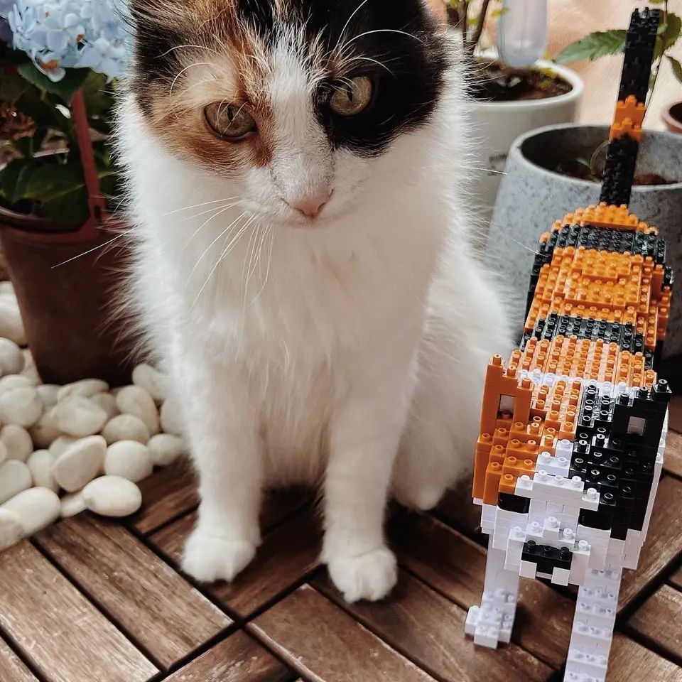 JEKCA EU - Cat 11S-M03 | Plastic Building Blocks for Kidults