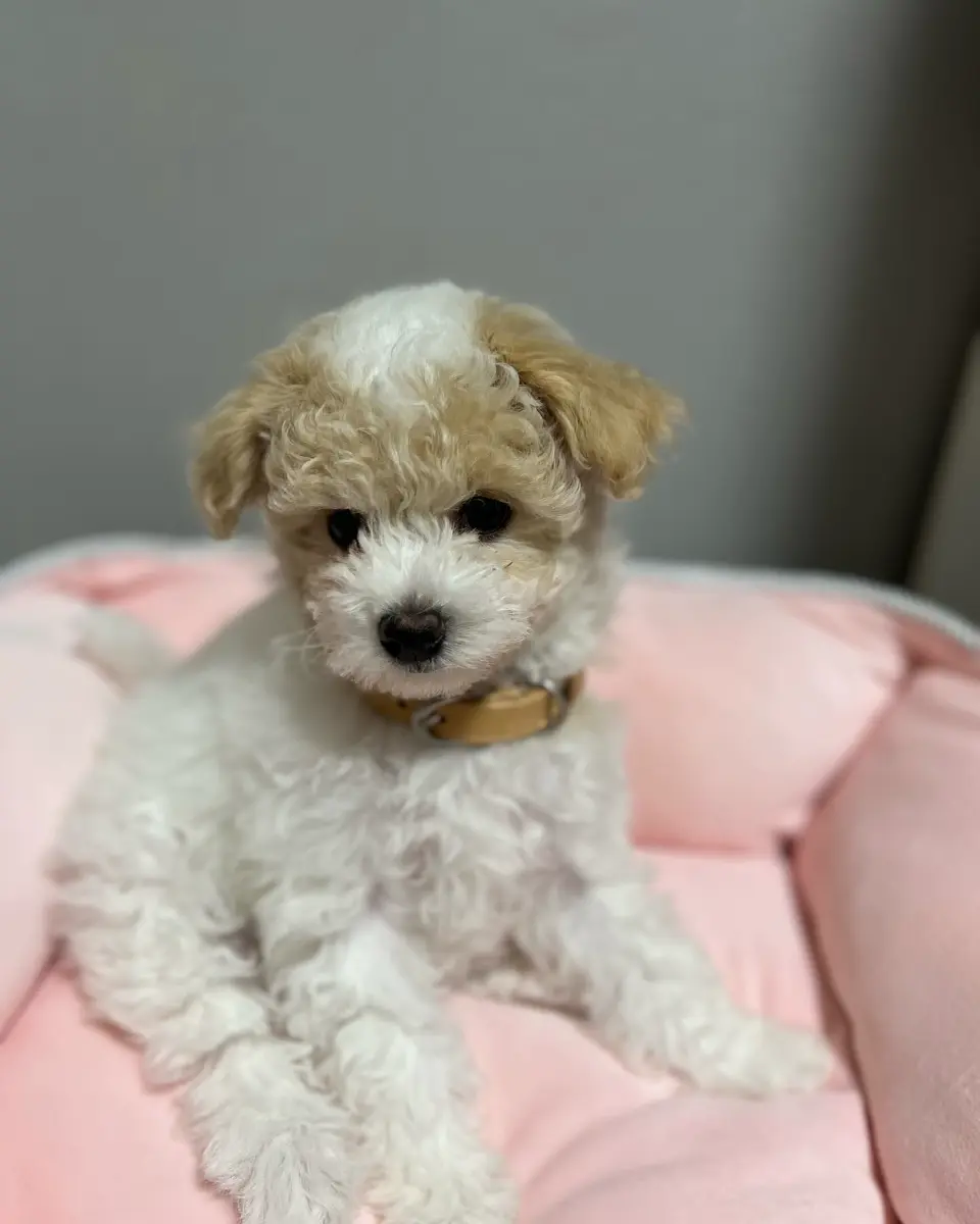 Leather Collar（全6色）