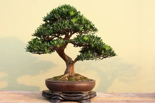 ラウハラ　\"大きめ生葉” 中木】 ダンコウバイ Lindera obtusiloba Blume 〈落葉広葉樹