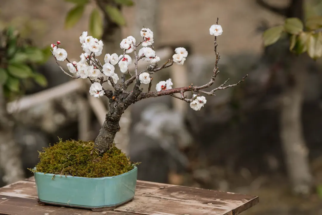 ミニ盆栽の植え替えに挑戦！方法や時期、最適な土の種類などについて