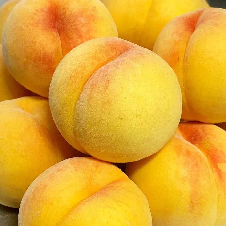 新潟直送計画】新潟県産 黄桃（贈答用・家庭用） – 石田フルーツガーデン