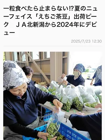 新潟直送計画】新潟県産 枝豆・茶豆 – げんぞう