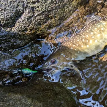 ルアーセット】IGNA42S（全7色）＋Otokogi Hook（#6,#8） - 渓流用