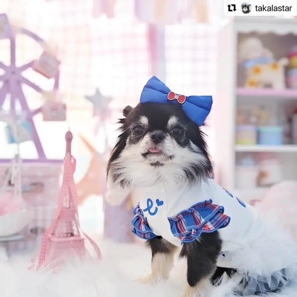 ドッグウェア・犬服の通販のene☆