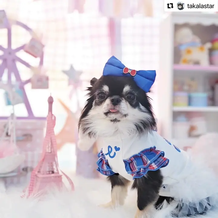 ドッグウェア・犬服の通販のene☆