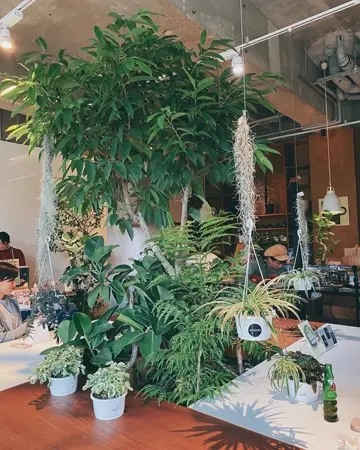 観葉植物専門ショップのAONOKI（あおのき）