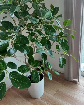 観葉植物専門ショップのAONOKI（あおのき）