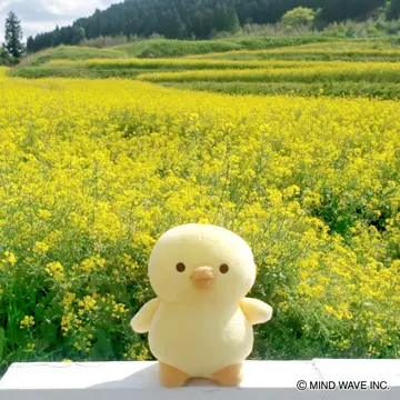 ぬいぐるみマスコット 95358 ぴよこ豆 | マインドウェイブ