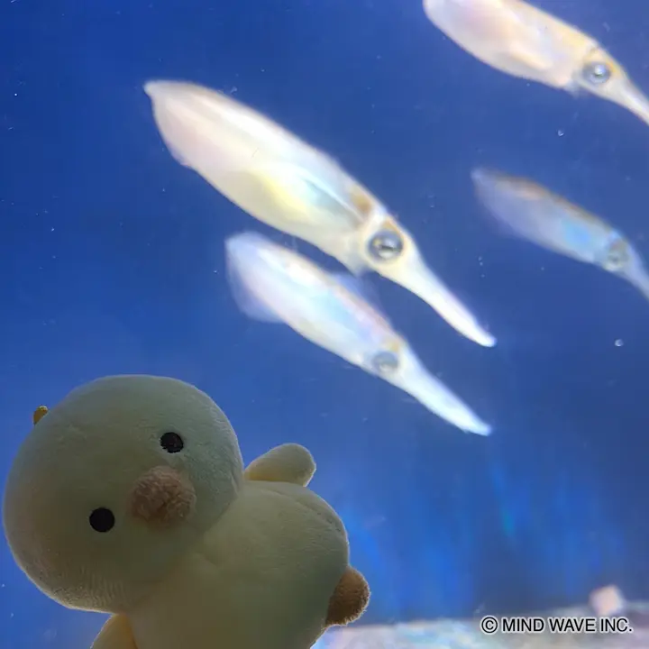 MWシール 78887 プチプチ ぴよこ豆 パーティー | マインドウェイブ