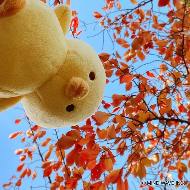 オンラインストア＆催事限定 エコバッグ ぴよこ豆 | マインドウェイブ