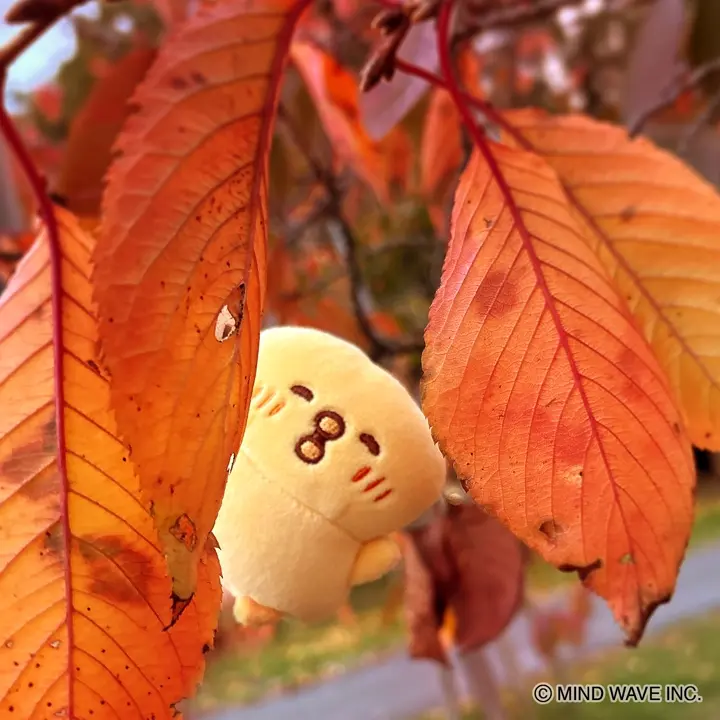 ぴよこ豆です。 バックと草履のセット　未使用品です。 なごみや 七五三 草履 バッグ セット 7歳 通年用 日本製 七五三 はこ