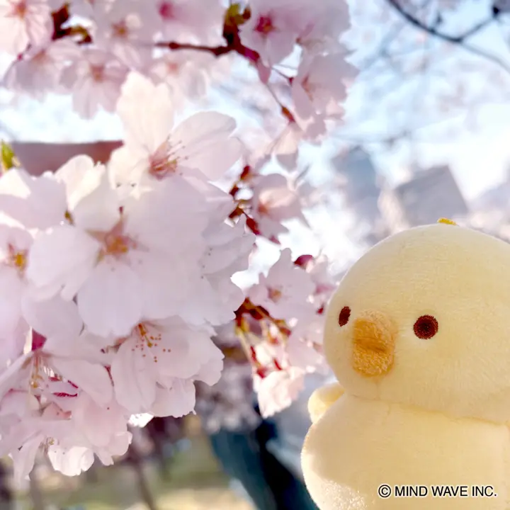 ぬいぐるみマスコット ぴよこ豆 ねそべり | マインドウェイブ