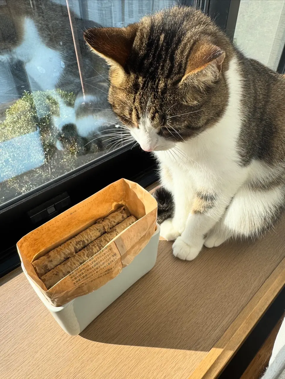 猫草栽培キットにゃんベジリフィル2パック – HARIO NETSHOP