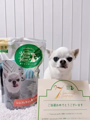 yum yum yum！ シニア＆ライト チキン ドライタイプ YUMYYS20-00