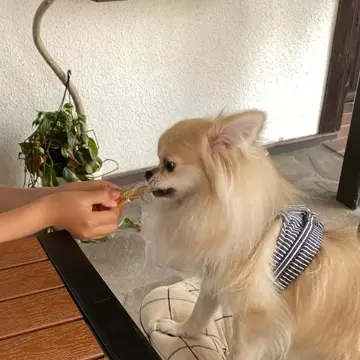 くちどけやわらかゼリー りんご KNRIKN03-00 | キナリ | GREEN DOG