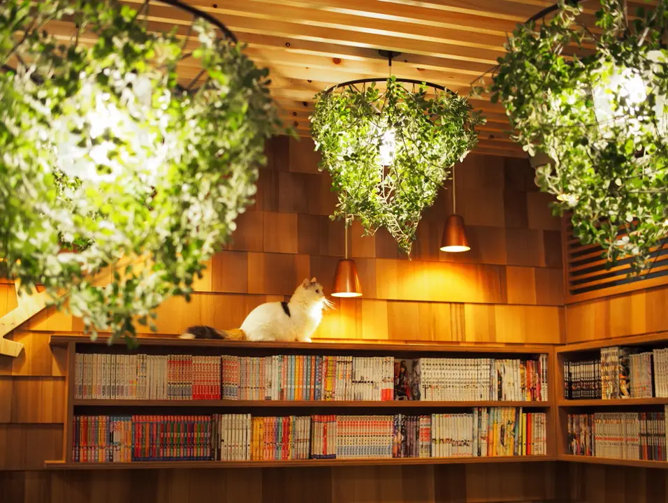 Foresti pendant lamp フォレスティ - DI CLASE ONLINE SHOP