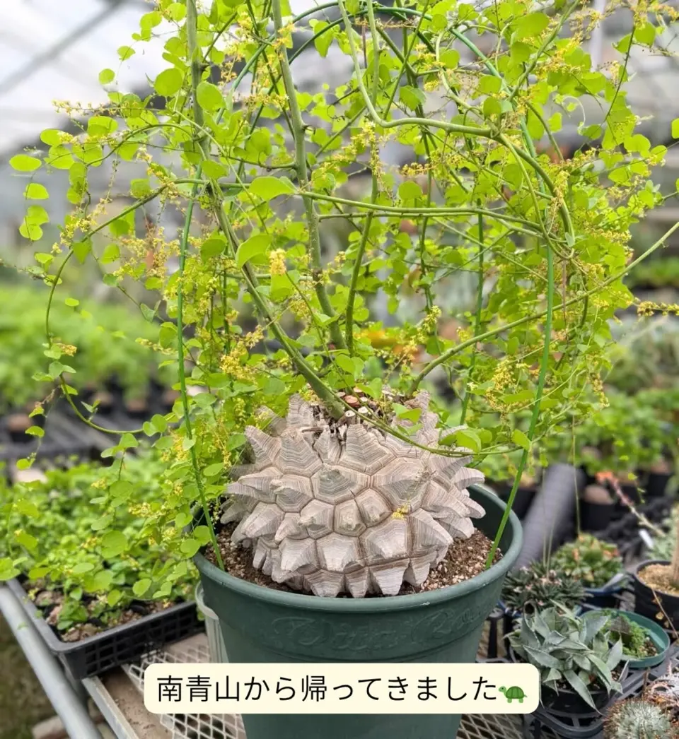 はせがわナーセリー
