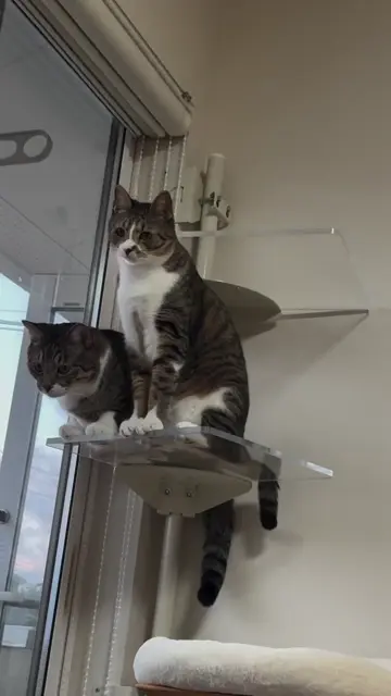 ねこゴロン全商品一覧｜窓辺を彩るキャットタワー・カスタムパーツ