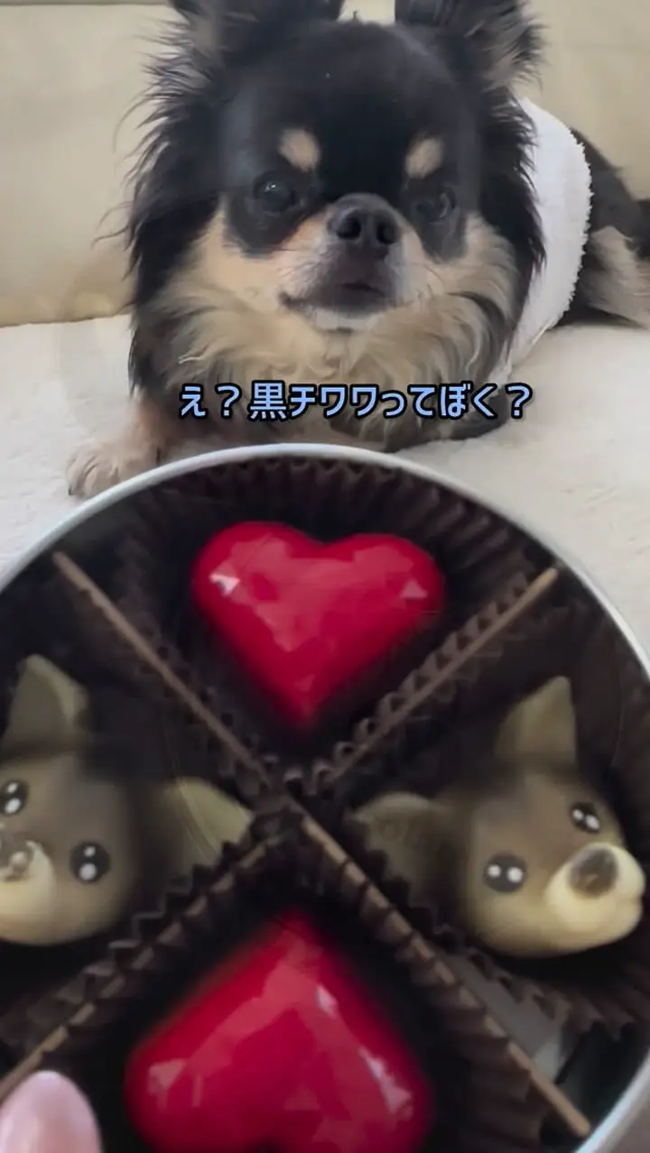 おつとめ品 【ディノスでしか買えない】「&chocolate」チワワ おつとめ品 【ディノスでしか買えない】「&chocolate」チワワ