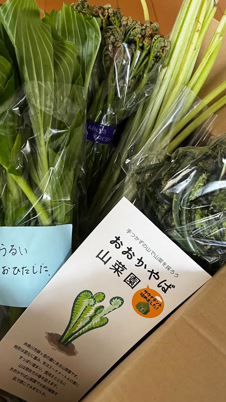 新潟直送計画】新潟県産 手摘み山菜 – おおかやば山菜園