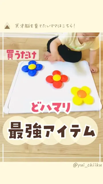 ワーリースクイグズ 向日葵 (Himawari)