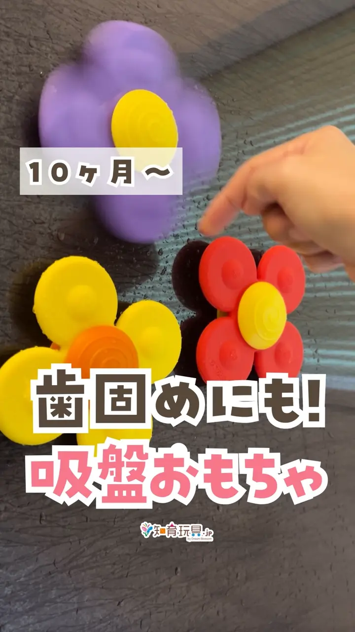 ワーリースクイグズ 向日葵 (Himawari)