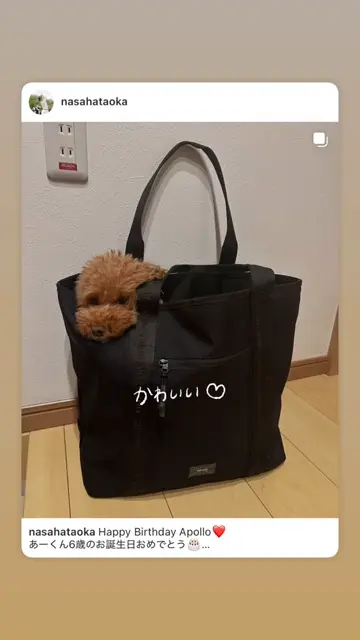 アドミラルゴルフ]トートバッグハンプ | ヤマニゴルフ 公式ウェブ