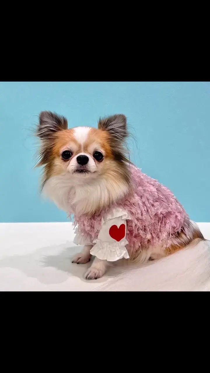 ドッグウェア・犬服の通販のene☆