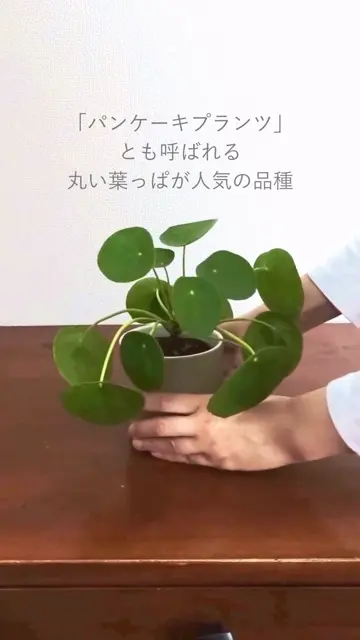 nico様専用 ピレアペペロミオイデス ピレアペペロミオイデス | STORES