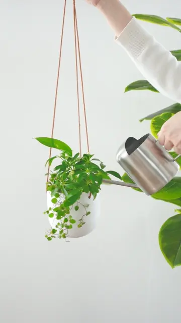 Pottery Hanging White 陶器製のハンギングポット｜土を使わない観葉