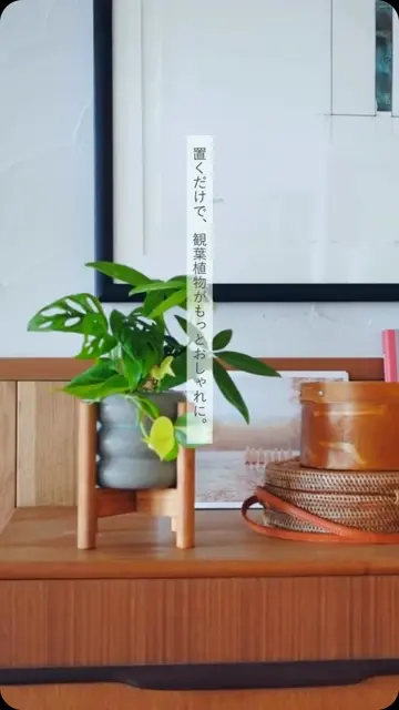 Wood Stand S 木製スタンド｜土を使わない観葉植物 – &Green