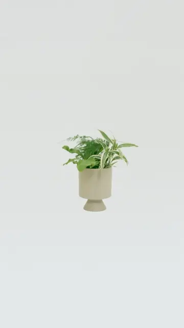 Custom Set（自由に選べる観葉植物3種セット）｜土を使わない観葉植物