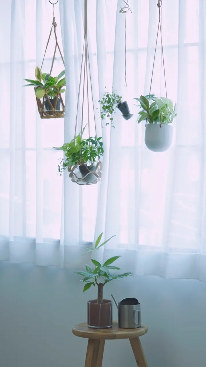 Custom Set（自由に選べる観葉植物3種セット）｜土を使わない観葉植物