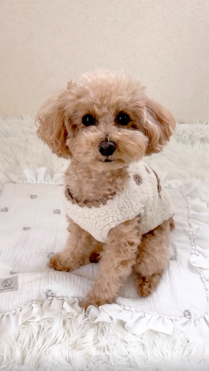 犬服専門ブランド coco A toi(ココアトワ)｜小型犬のための上質な犬服