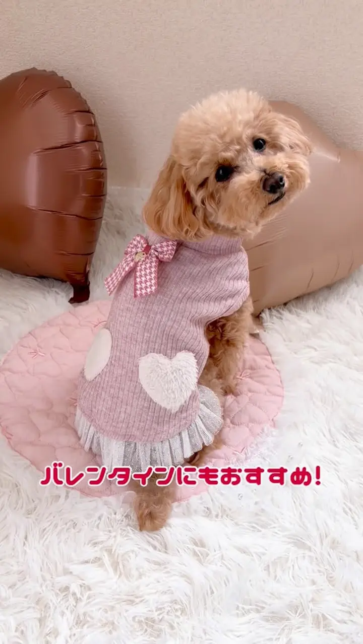 犬服専門ブランド coco A toi(ココアトワ)｜小型犬のための上質な犬服