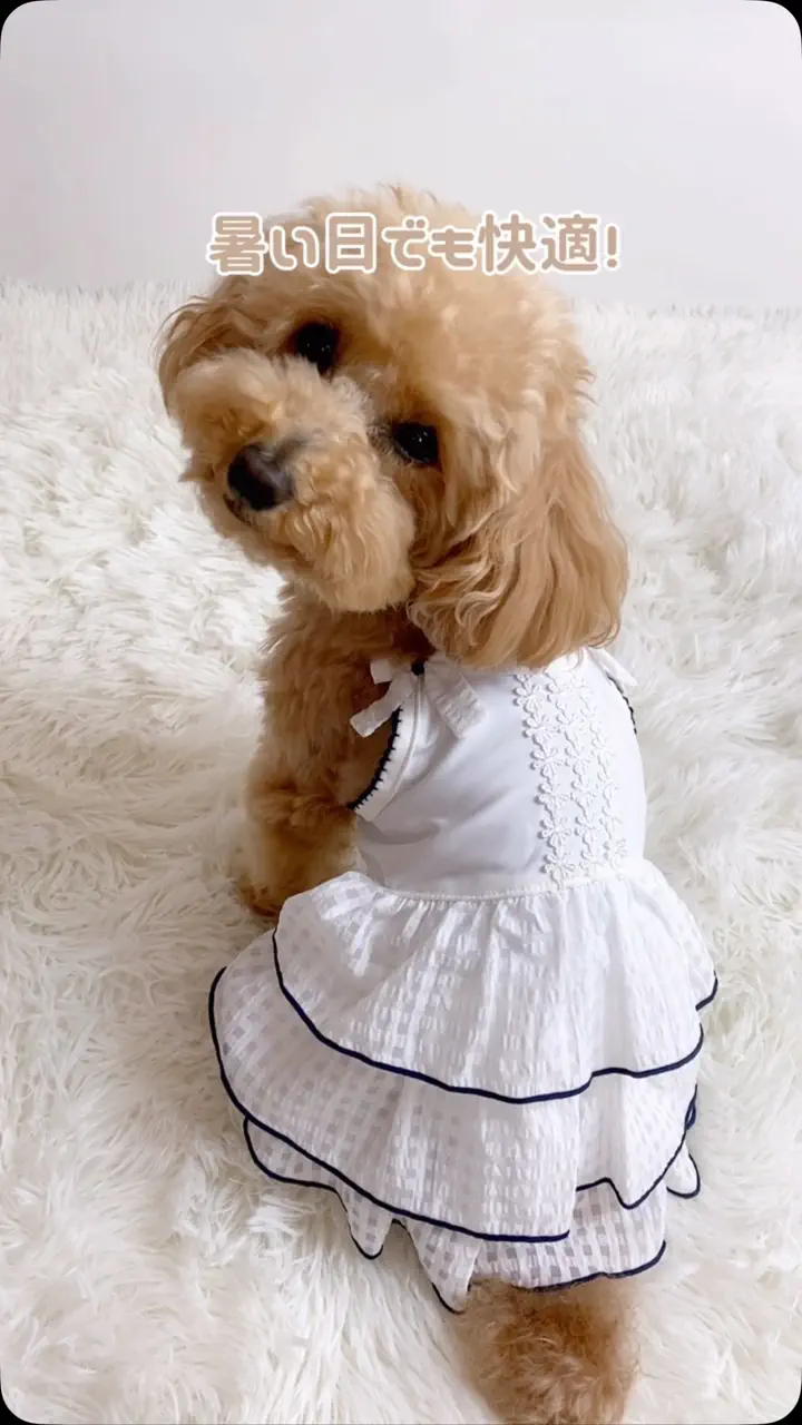 犬服専門ブランド coco A toi(ココアトワ)｜小型犬のための上質な犬服