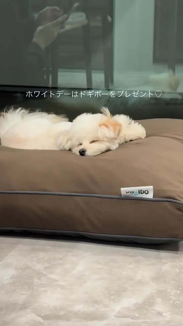 公式】Doggybo Mini（ドギボー ミニ） | 犬・猫用ペットベッド