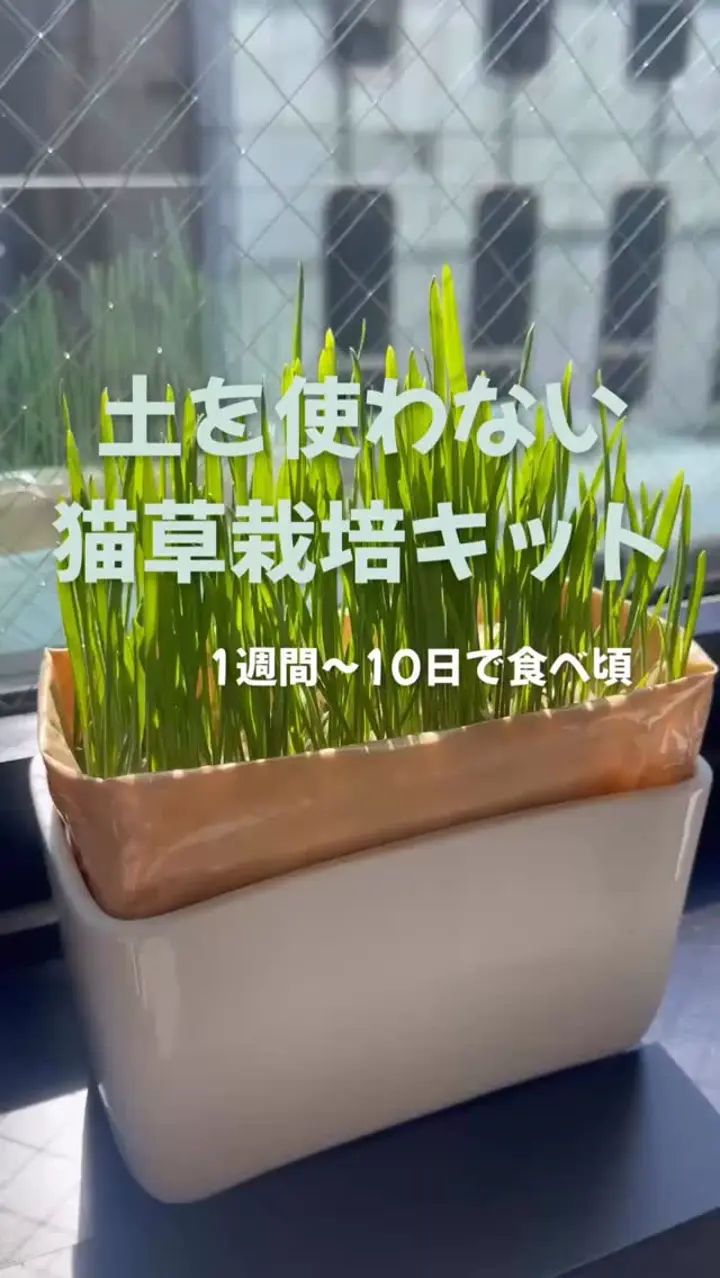 猫草栽培キットにゃんベジリフィル2パック – HARIO NETSHOP