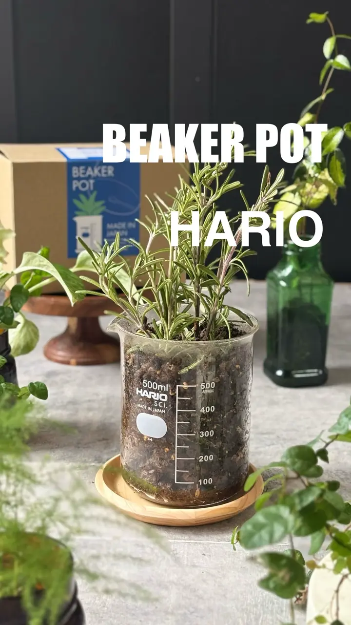 HARIO Supreme ガラス花瓶 約500ml グリーン –HARIO NETSHOP