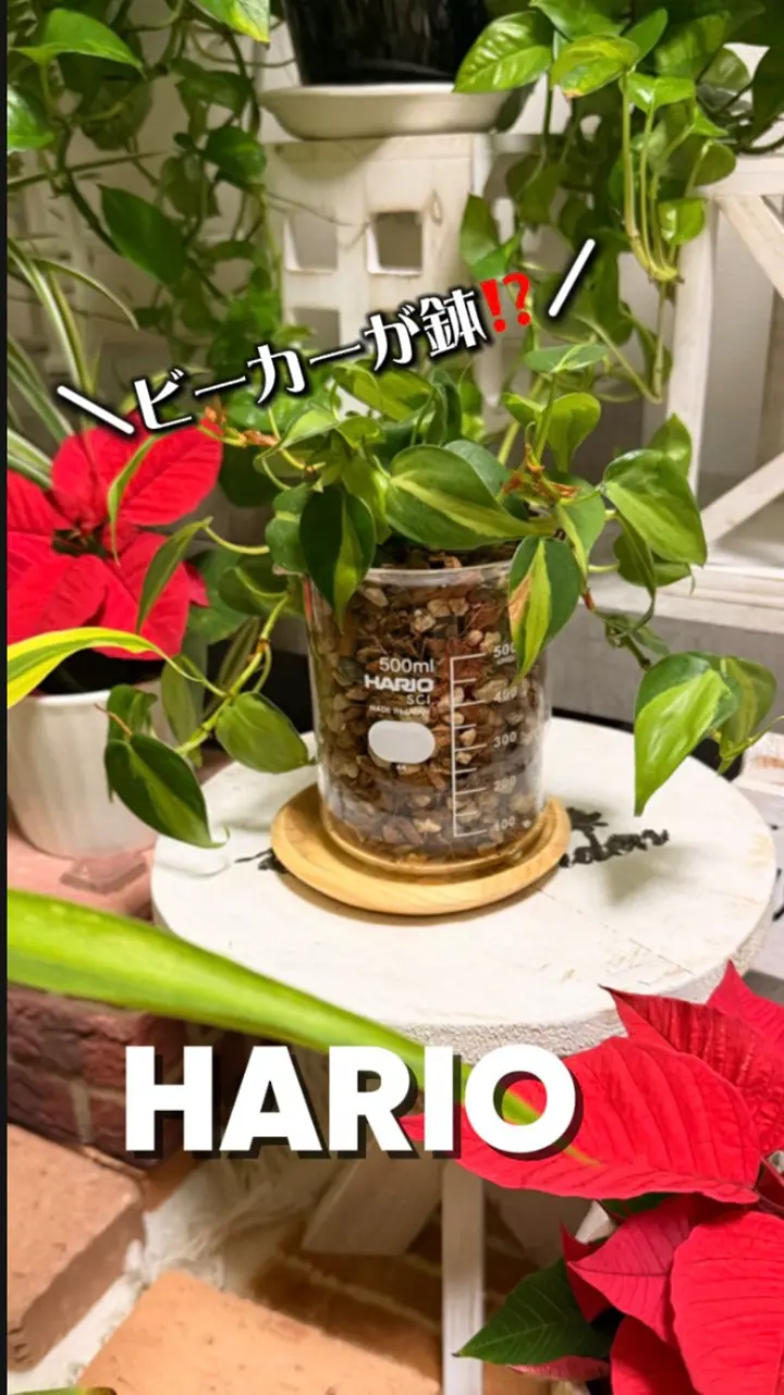 HARIO Supreme ガラス花瓶 約500ml 0311_ichijitu_1276_600x600_cro